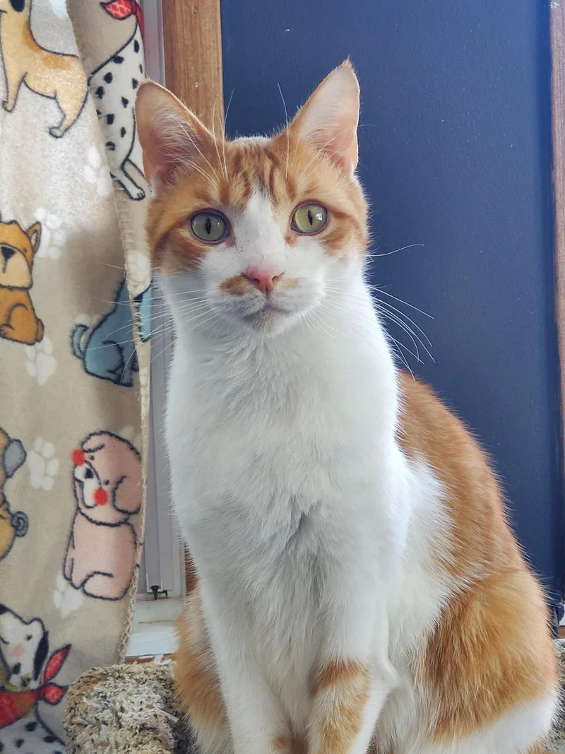 An adult medium-sized male Orange & White Domestic Short Hair cat named Jack for adoption in Camden, TN