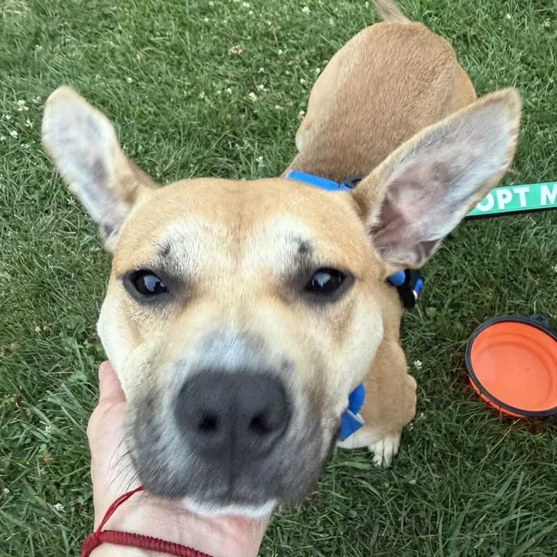 An adult medium-sized male Apricot / Beige Mixed Breed dog named Theo for adoption in Oak Park, MI