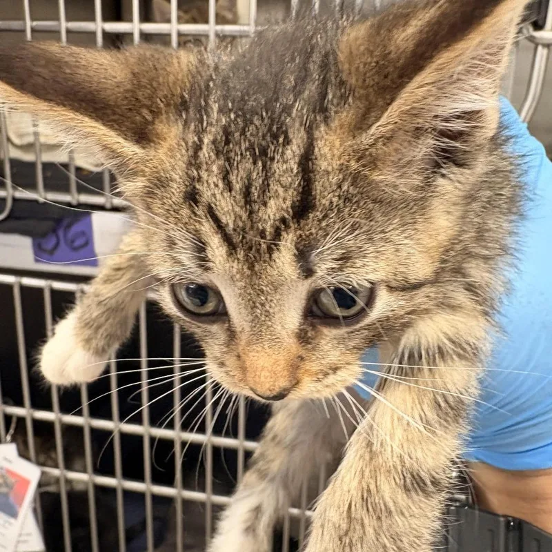 A baby small-sized female Brown / Chocolate Domestic Short Hair cat named Sansa for adoption in Newark, NJ