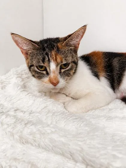 An adult small-sized female Domestic Short Hair cat named Denali for adoption in Houston, TX
