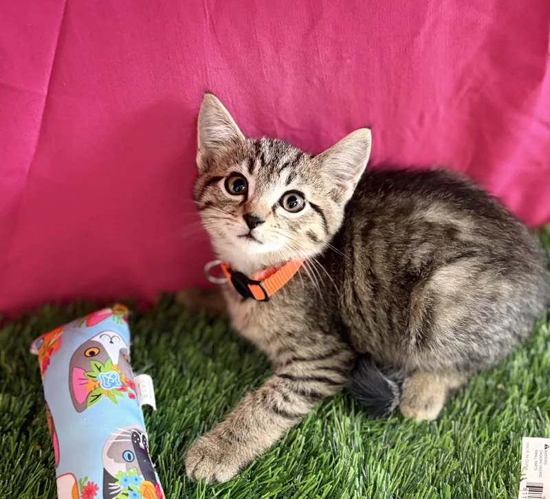 A baby medium-sized male Tabby (Buff / Tan / Fawn) Domestic Short Hair cat named Dilbert for adoption in Bardstown, KY
