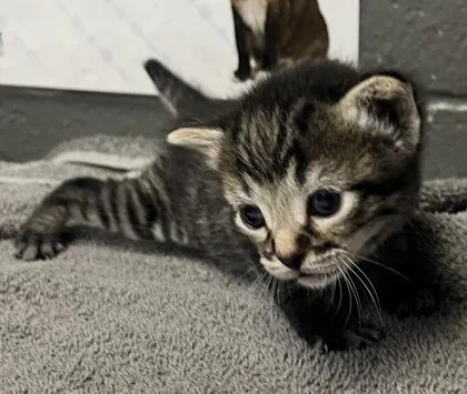 A baby medium-sized male Domestic Short Hair cat named Shamrock Ireland for adoption in West Chester, PA