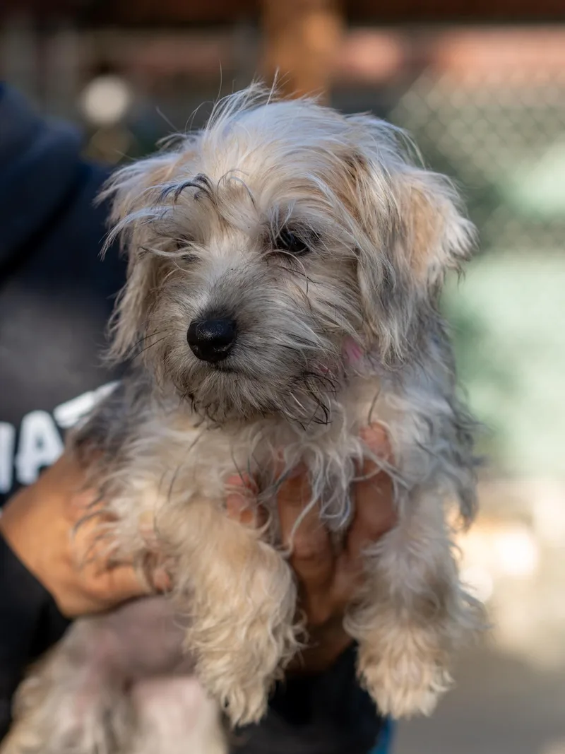 A baby small-sized female Terrier dog named Baby April for adoption in Fresno, CA