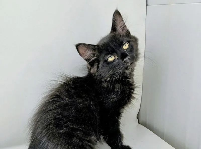A young medium-sized male Black Domestic Long Hair cat named Shamrock for adoption in Fishkill, NY