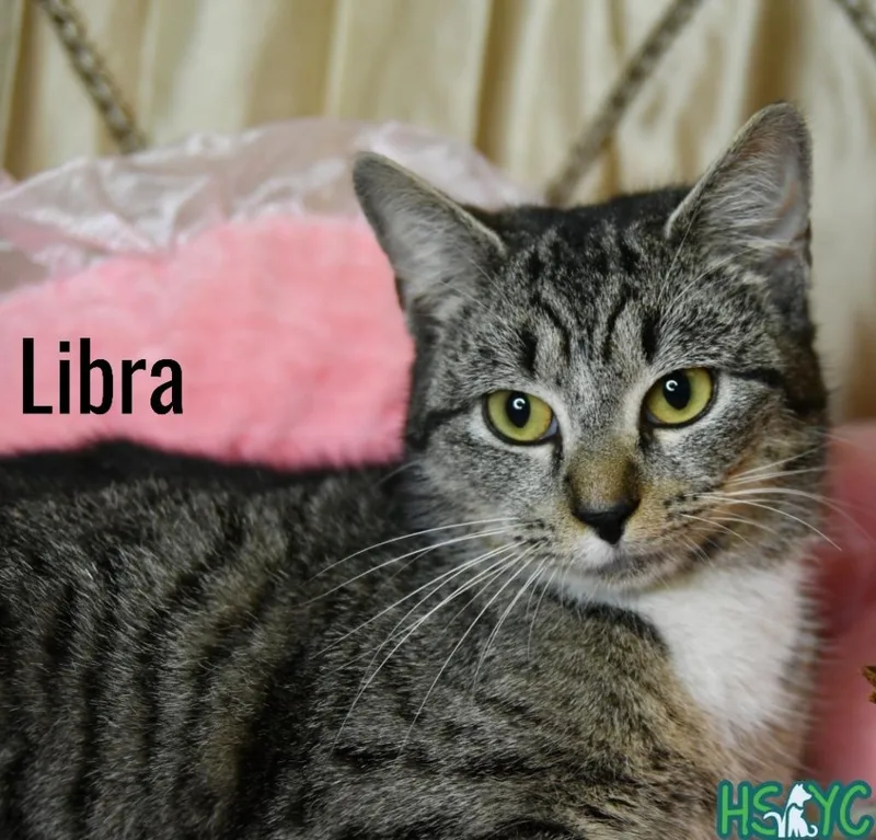 Libra thumbnail 5