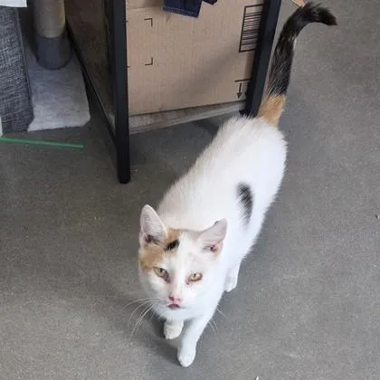 An adult large-sized female Domestic Short Hair cat named Gardevoir for adoption in Voorhees, NJ