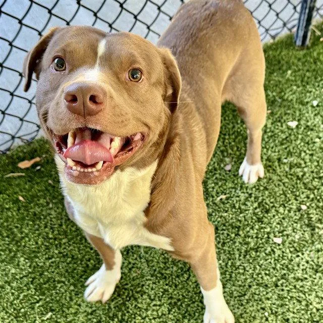 An adult large-sized male American Staffordshire Terrier dog named Caterpillar for adoption in Tavares, FL