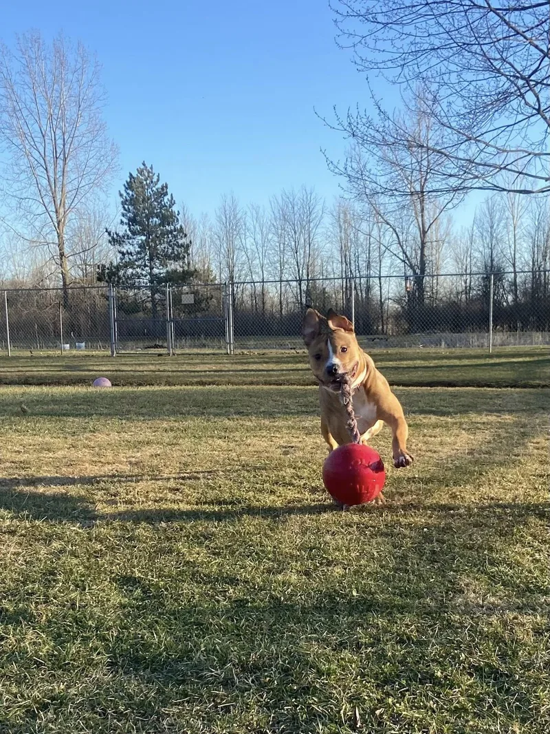 Scooter! Dog Friendly! thumbnail 4