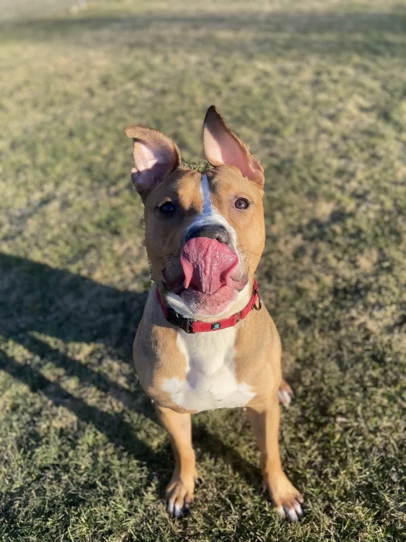 Scooter! Dog Friendly! thumbnail 5