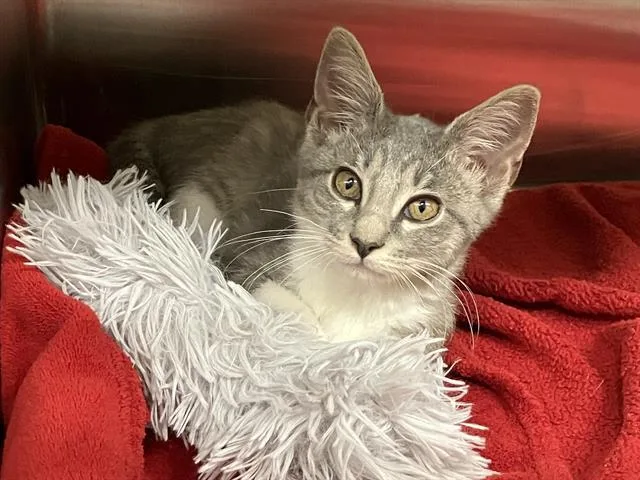 A baby small-sized female Domestic Short Hair cat named Sushi for adoption in Tustin, CA