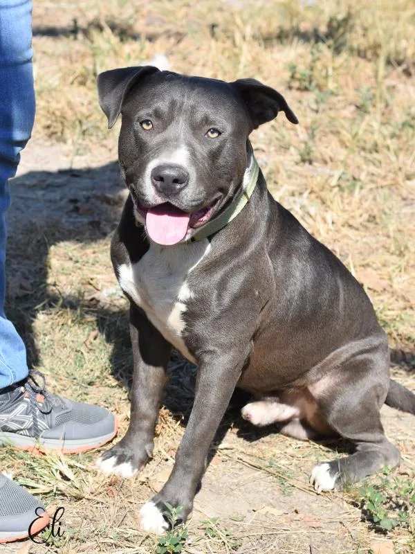 A young medium-sized male Pit Bull Terrier dog named Eli for adoption in Conroe, TX