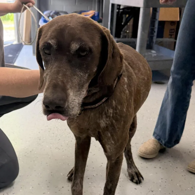 A senior medium-sized female Brown / Chocolate German Shorthaired Pointer dog named Princess for adoption in Marion, VA