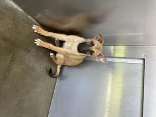 A baby small-sized male German Shepherd Dog dog named Hydro for adoption in Norco, CA