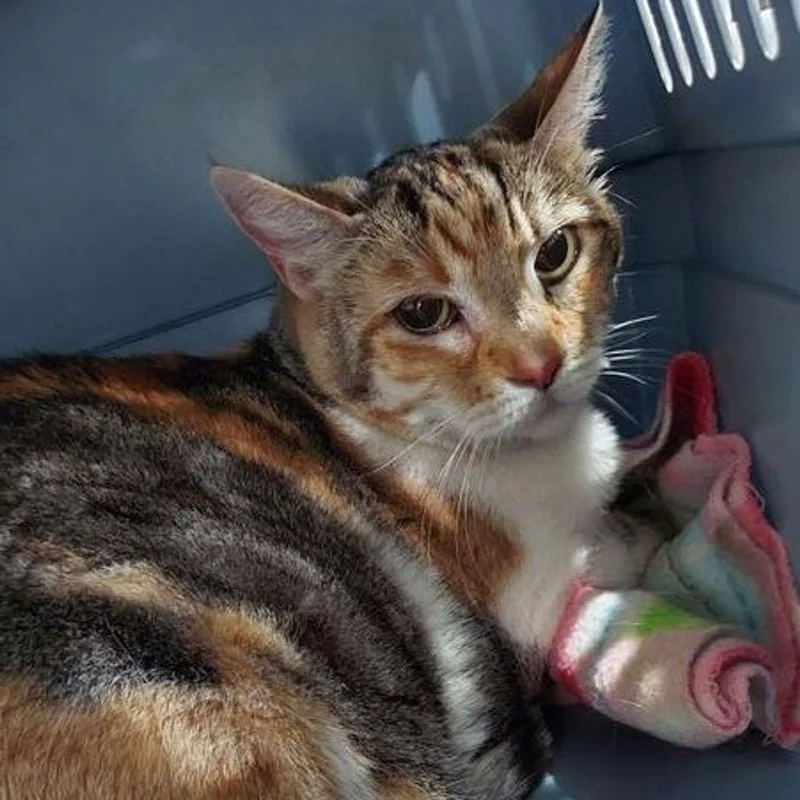 A senior medium-sized female Domestic Short Hair cat named Sadie for adoption in Lake Havasu City, AZ