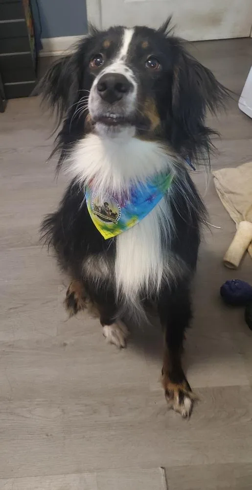 A young medium-sized male Australian Shepherd dog named Tidus FL for adoption in Ontario, CA