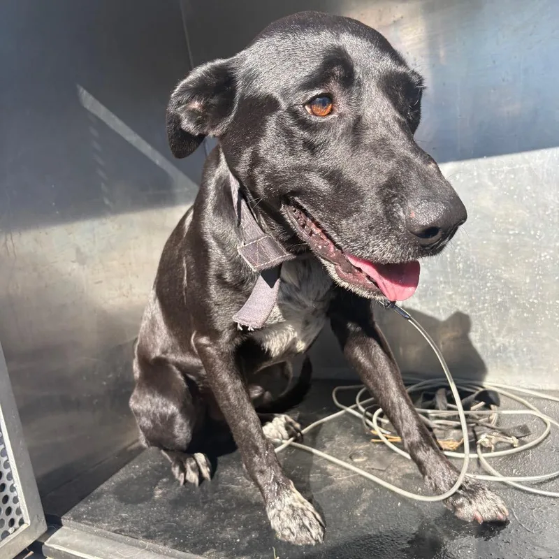 An adult medium-sized male Black Labrador Retriever dog named Arch for adoption in Bryan, TX