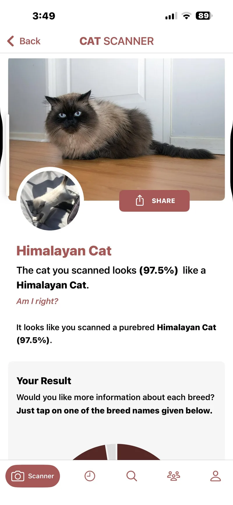 A baby medium-sized male Blue Point Himalayan cat named Alaska for adoption in Lancaster, CA