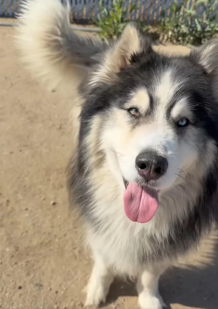 An adult medium-sized male Gray / Blue / Silver Siberian Husky dog named Mario  Urgent for adoption in Thousand Oaks, CA