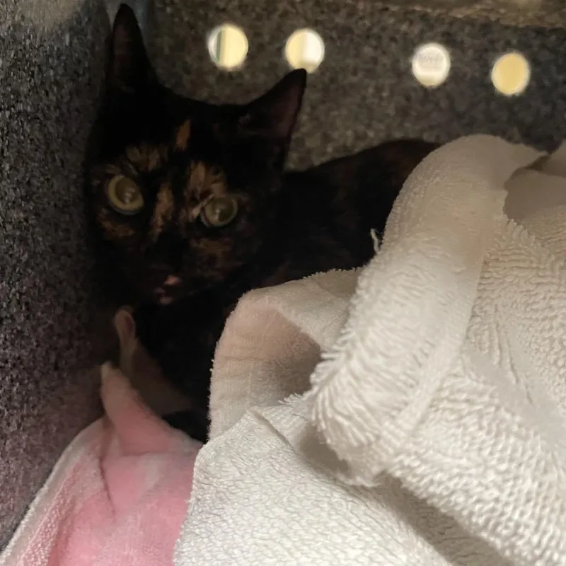 An adult medium-sized female Calico Domestic Short Hair cat named Muffin for adoption in Pasadena, CA