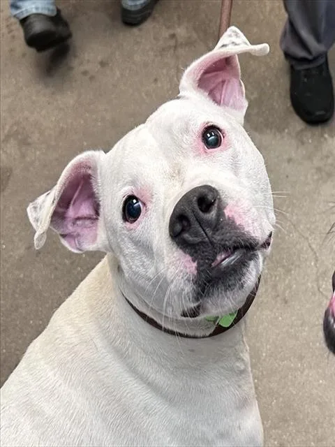 An adult small-sized male Pit Bull Terrier dog named Henry for adoption in Tucson, AZ
