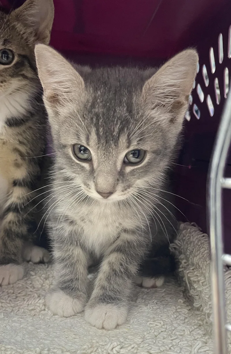 A baby small-sized female Tabby (Gray / Blue / Silver) Domestic Short Hair cat named Crockett for adoption in Greenback, TN