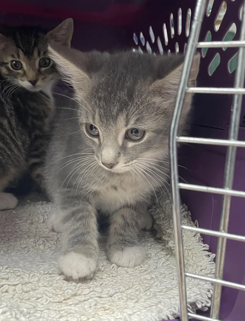 Crockett thumbnail 2