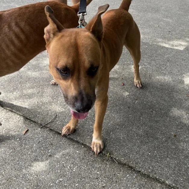 An adult large-sized male Brown / Chocolate Mixed Breed dog named Scooby for adoption in Jacksonville, FL