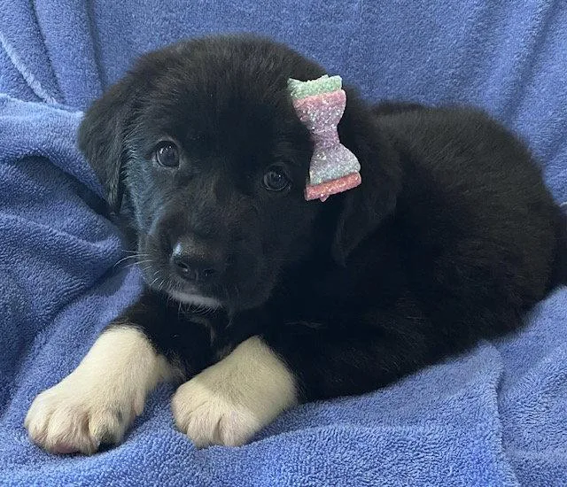 A baby large-sized female Great Pyrenees dog named Duchess for adoption in Newport, KY
