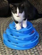 A baby small-sized female Domestic Short Hair cat named Capon for adoption in West Chester, PA