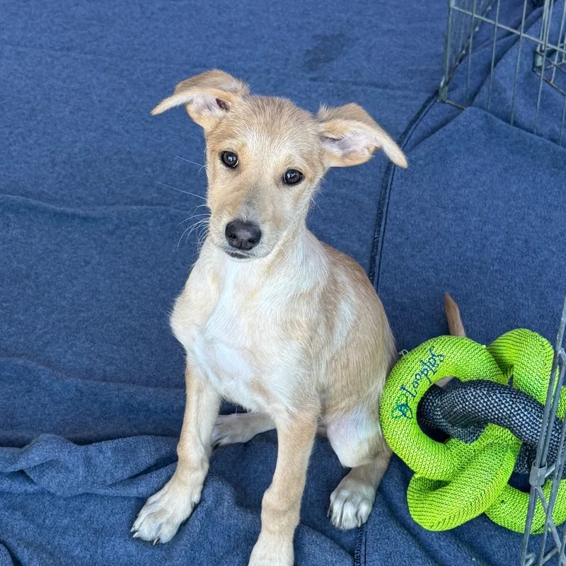 A baby medium-sized male Mixed Breed dog named Wasabi for adoption in Ione, CA