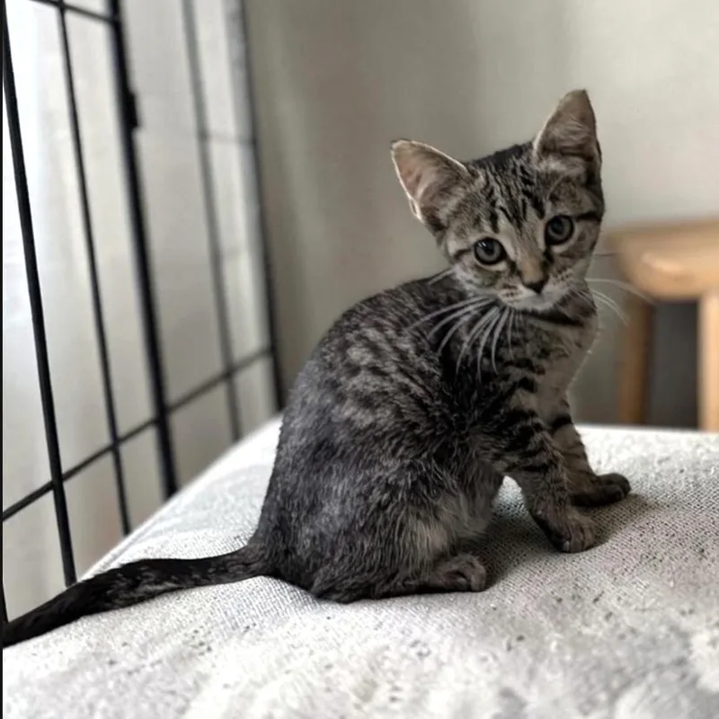 A baby medium-sized female Tabby cat named Sarah for adoption in Wilmington, OH