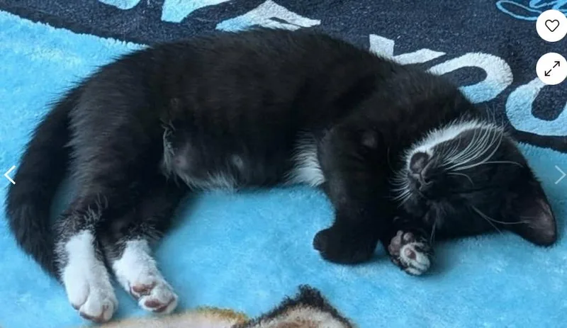 A baby medium-sized female Black & White / Tuxedo Tuxedo cat named Anise for adoption in oceanside, CA