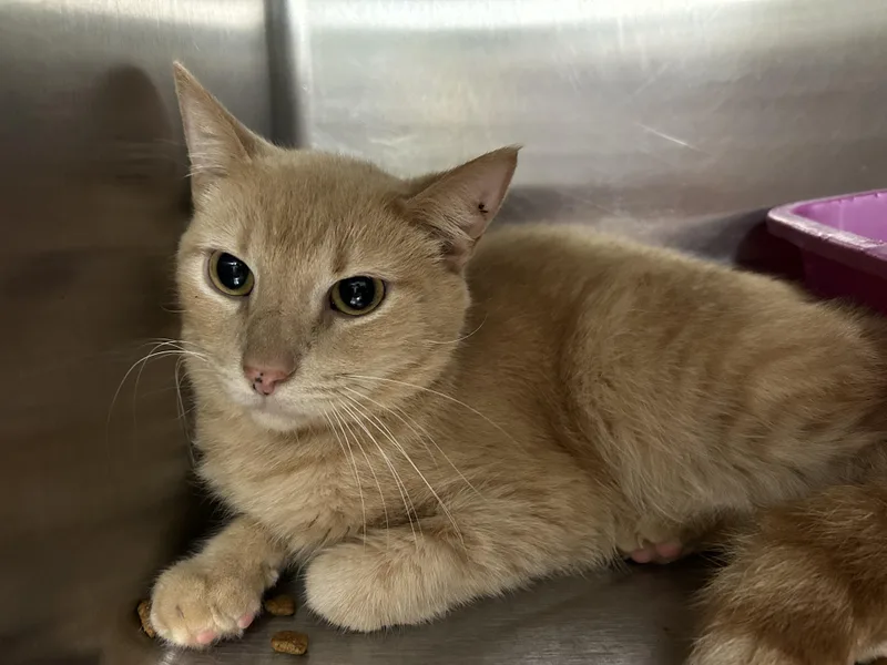 Jack Kelly thumbnail 2