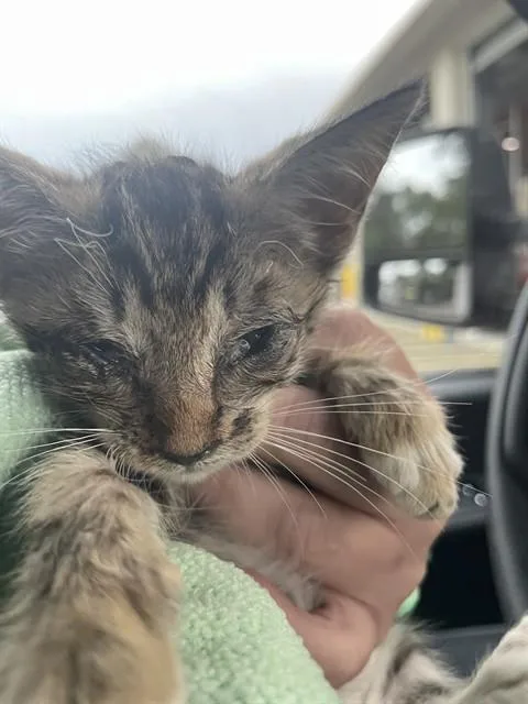 A baby small-sized female Domestic Short Hair cat named A for adoption in Naples, FL