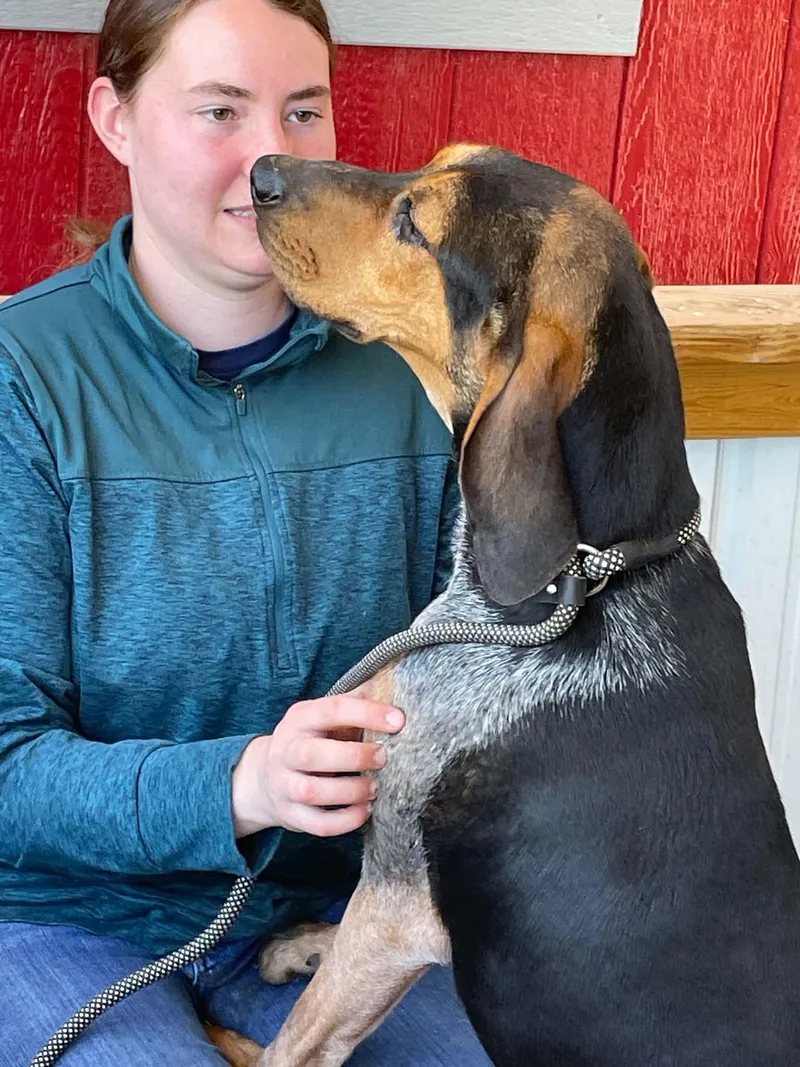 A young medium-sized female Tricolor (Brown, Black, & White) Coonhound dog named Henley for adoption in Lexington, MA