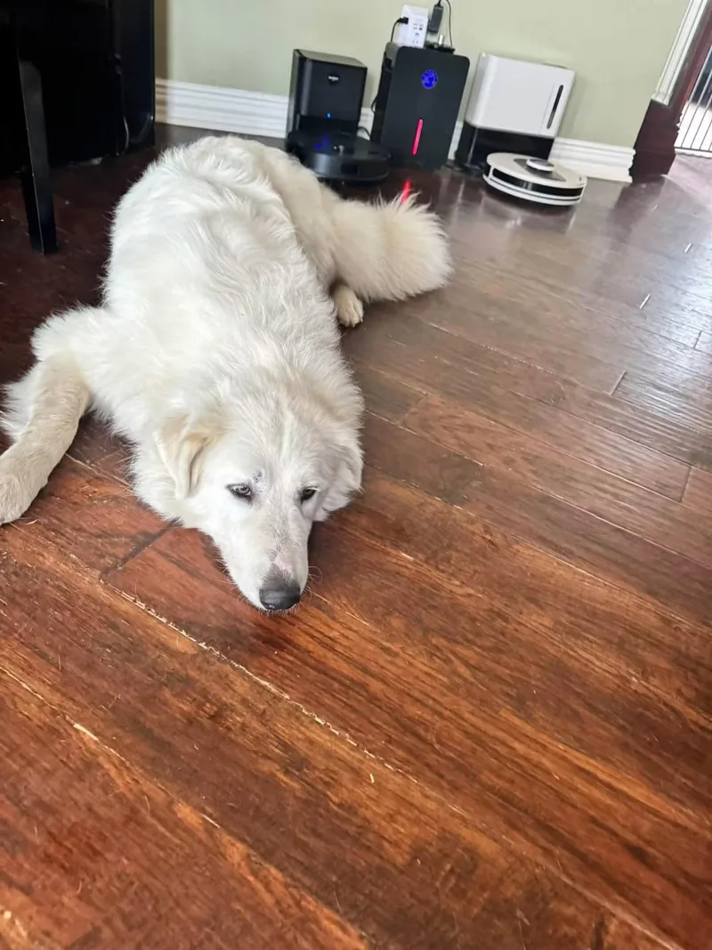 A young large-sized female Great Pyrenees dog named Doris for adoption in Keller, TX