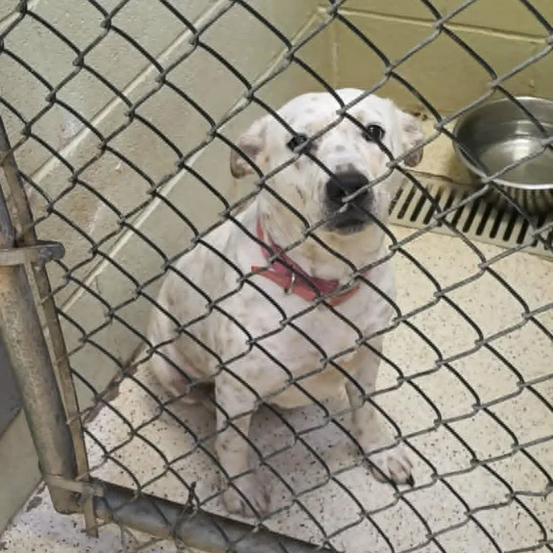 An adult medium-sized female Australian Cattle Dog / Blue Heeler dog named Latte for adoption in Muncie, IN