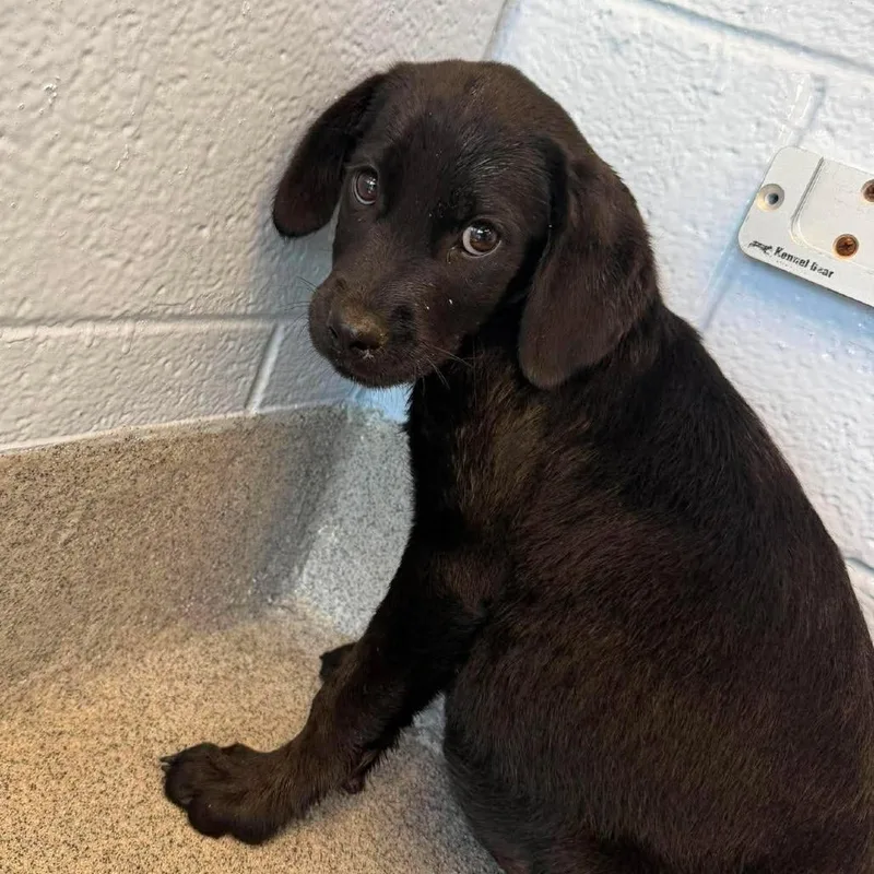 A baby medium-sized female Black Mixed Breed dog named Fusilli for adoption in Martinsville, VA