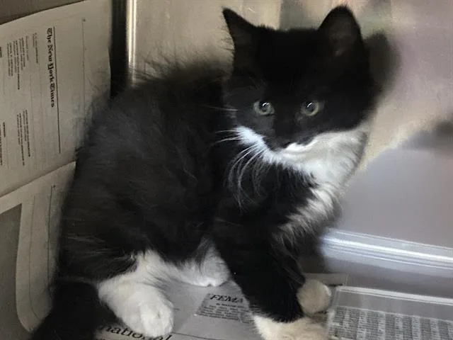 A baby small-sized male Domestic Medium Hair cat named Birch for adoption in Charlotte, NC