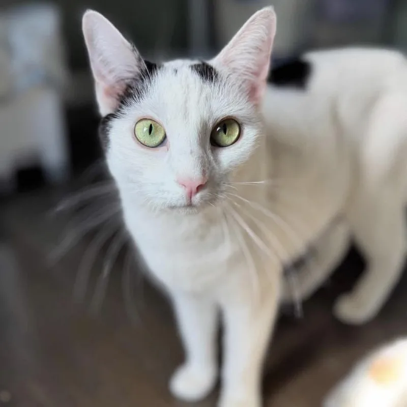 A young small-sized female Black Domestic Short Hair cat named Selma for adoption in Woodbury, NJ