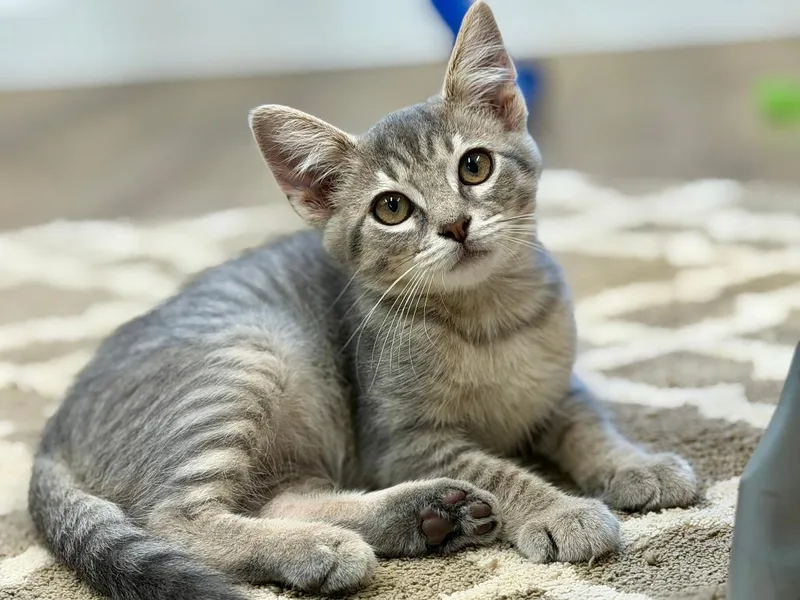 A baby medium-sized male Gray / Blue / Silver Domestic Short Hair cat named Mannie for adoption in Grove City, OH