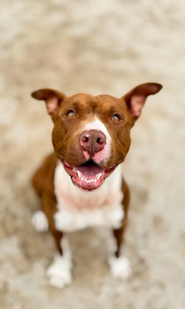 A young medium-sized female Mixed Breed dog named Jelly Bean for adoption in Muskegon, MI