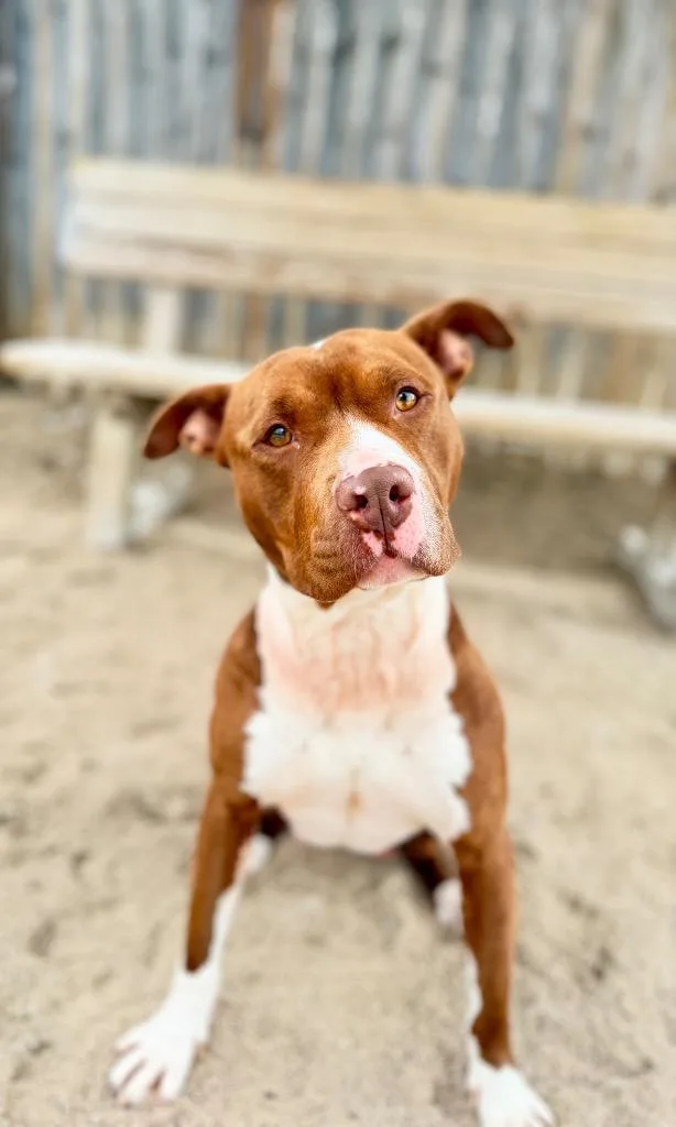 Jelly Bean thumbnail 2