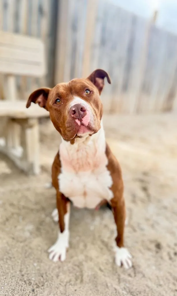 Jelly Bean thumbnail 4