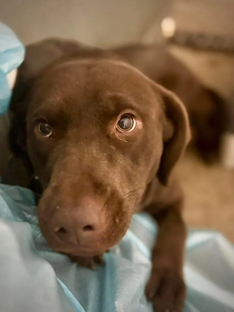 An adult large-sized female Brown / Chocolate Labrador Retriever dog named Coppeltron  Lindor for adoption in Broomfield, CO