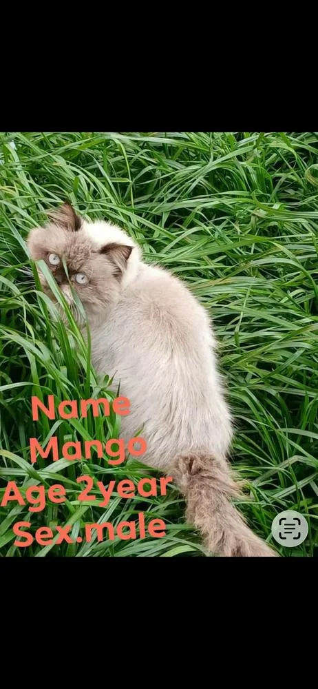 An adult medium-sized male Himalayan cat named Mango for adoption in Randolph, MA