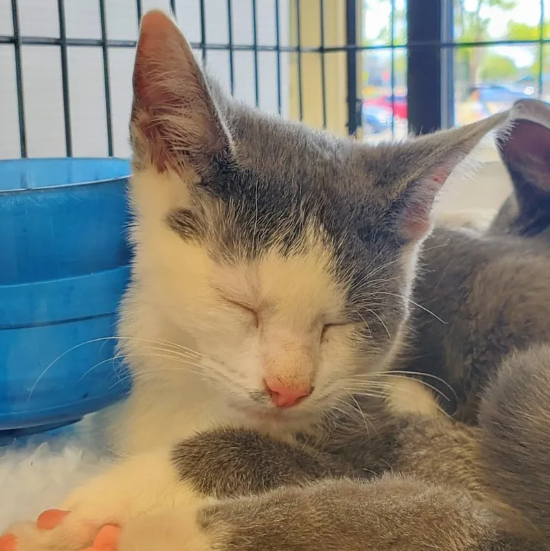 Dewberry thumbnail 2