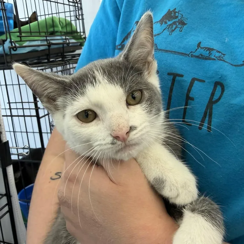 Dewberry thumbnail 3