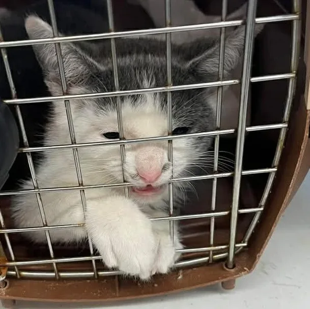 Dewberry thumbnail 4