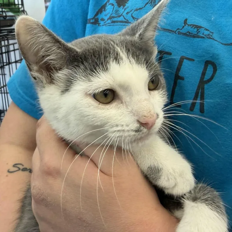 A baby medium-sized male Gray / Blue / Silver Domestic Short Hair cat named Dewberry for adoption in Fairborn, OH